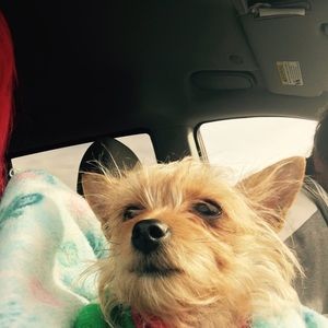 Meet your Posher, Lisa